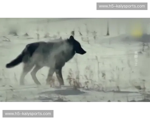 蓝白之魂碰撞绿茵狼群：柏林赫塔vs沃夫斯堡，一场关于意志与生存的首都之战